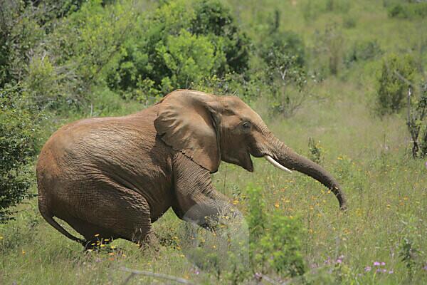 Bildagentur mauritius images African Elephant Loxodonta